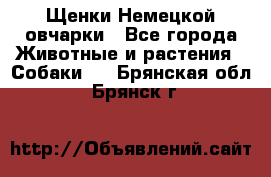 Щенки Немецкой овчарки - Все города Животные и растения » Собаки   . Брянская обл.,Брянск г.